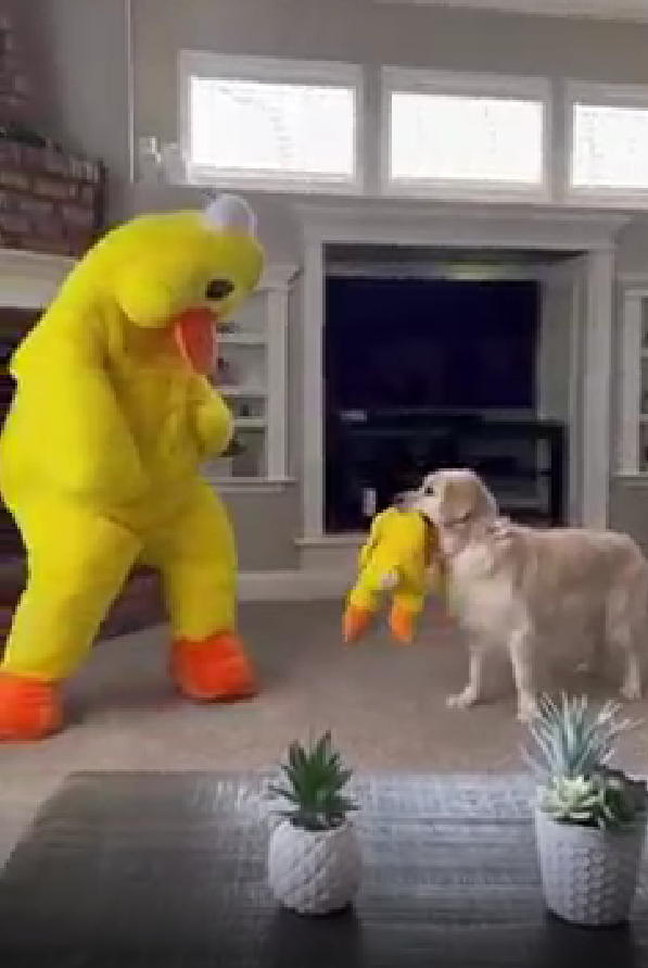 Dogilike.com :: ٺⴹ! Ңͧŧҧ繵꡵ҵô