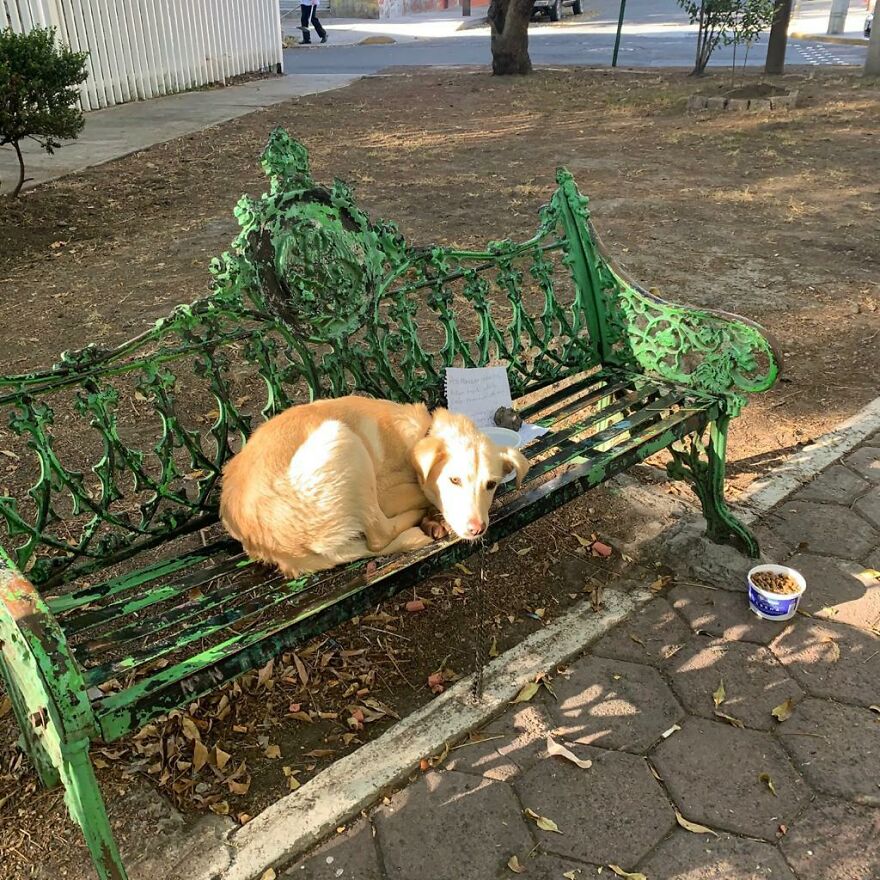 Dogilike.com :: 硪ش! 繵ͧ駵ٺ ¶֧Ңͧ