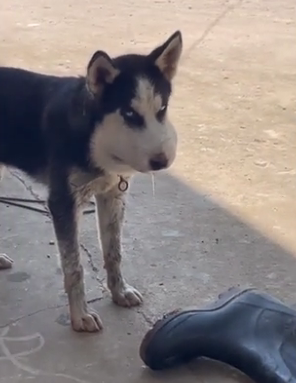 Dogilike.com :: طó! ٺⴹپɡѴ˹Һ