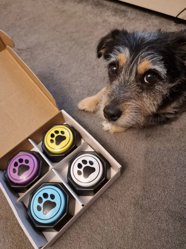 Dogilike.com :: ֡ѵ§Ѩ! ͧ͡âͧ
