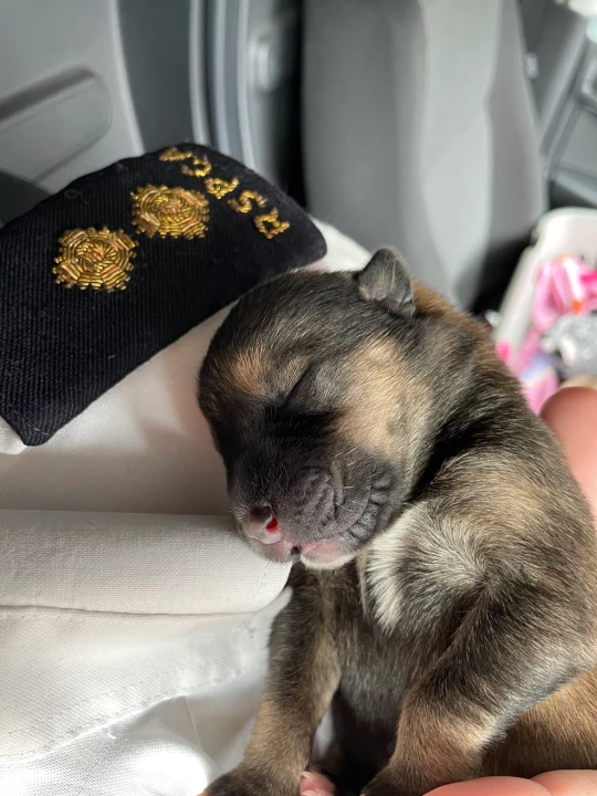 Dogilike.com :: ١Ե! ١㹻 11  ʹµ