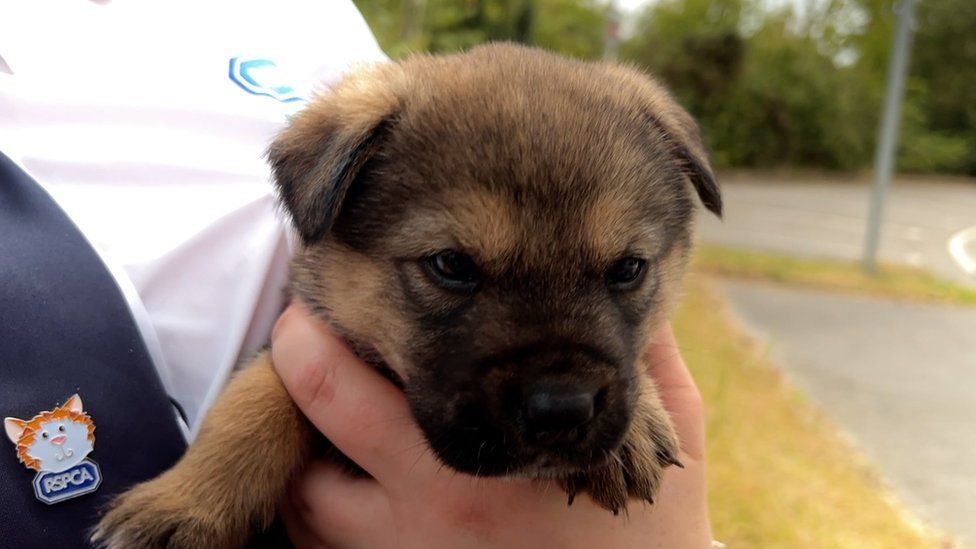 Dogilike.com :: ١Ե! ١㹻 11  ʹµ