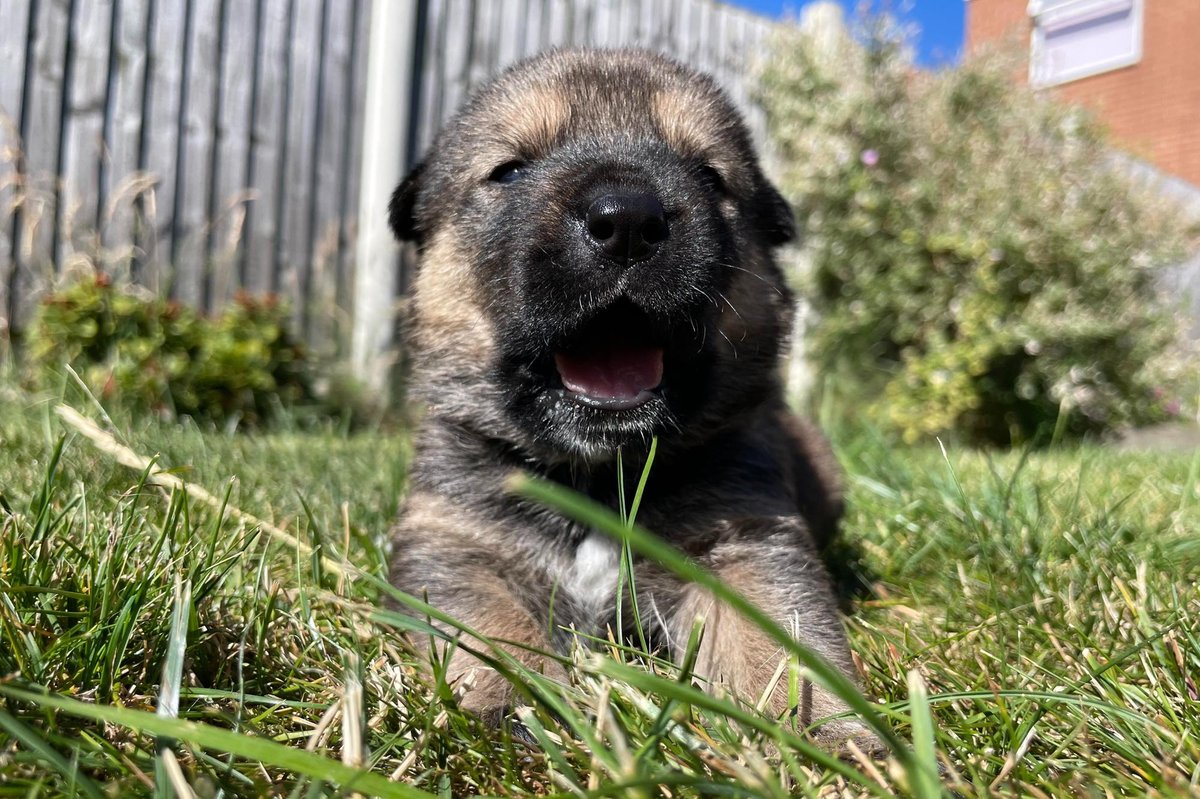Dogilike.com :: ١Ե! ١㹻 11  ʹµ