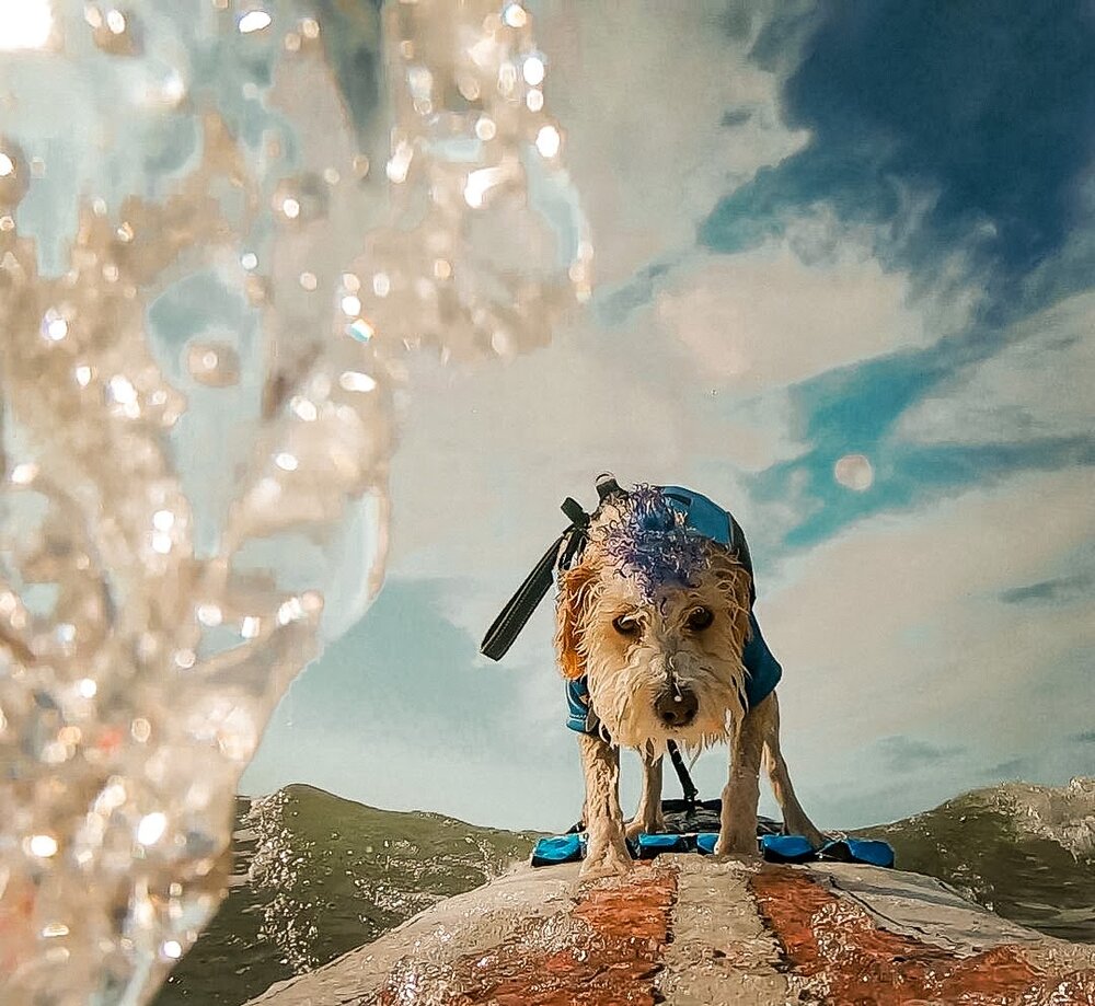 Dogilike.com :: عѢӺѴѧ! дҹ蹿鹿٨Ե㨼餹