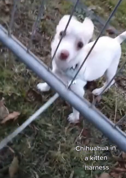 Dogilike.com :: ͺ! ٺشç价ѡԧ