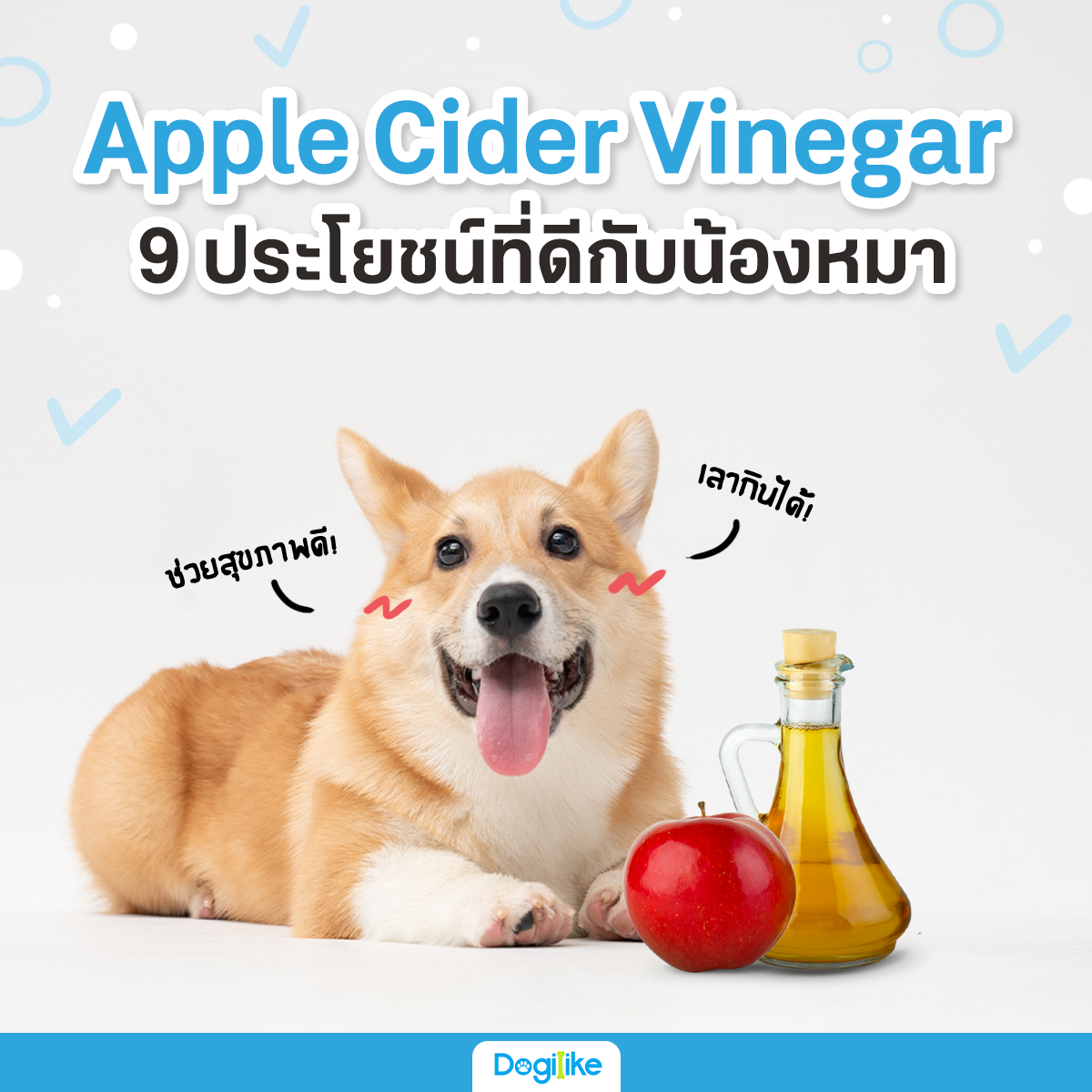 Dogilike.com :: Apple Cider Vinegar 9 ї√–в¬™ємЈ’иі’°—ЇєйЌІЋЅ“!
