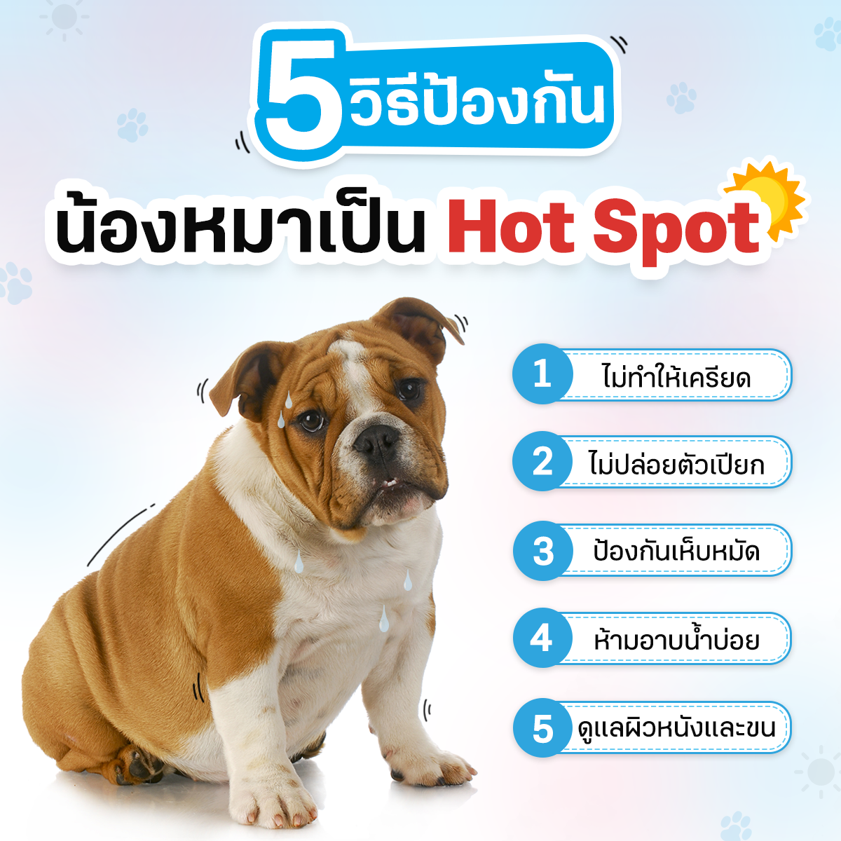 Dogilike.com :: 5 Ըջͧѹͧ Hot Spot