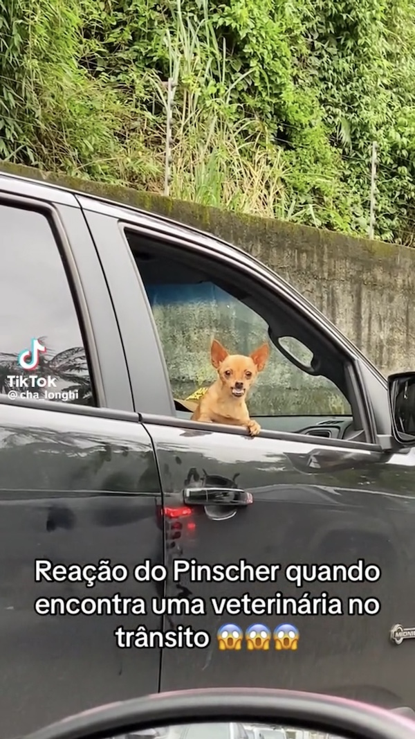 Dogilike.com :: ٺس͵͹öԴ! ֡Ƕ֧˵ءó㹤Թԡ