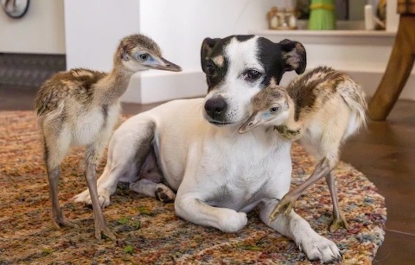 Dogilike.com :: ٺѺ繤س! ´١ 2 㹿 