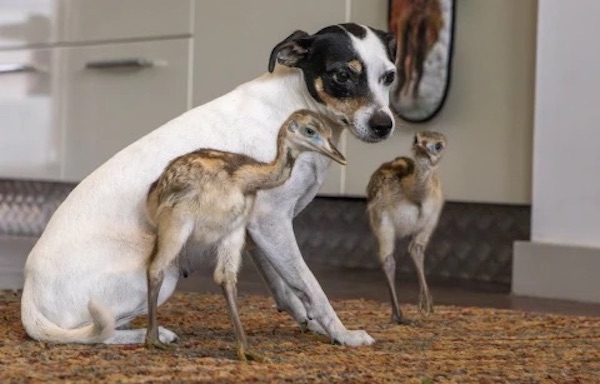Dogilike.com :: ٺѺ繤س! ´١ 2 㹿 
