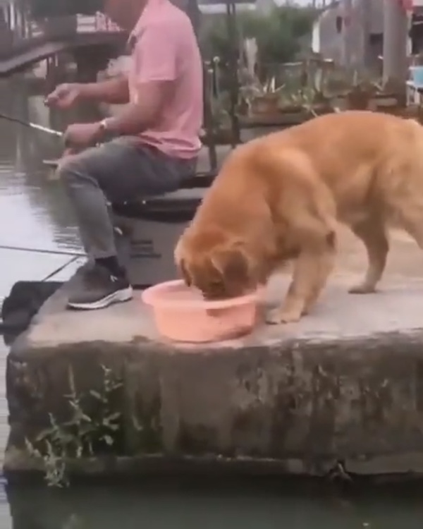Dogilike.com :: ٺªԵ! Ңͧ鵡
