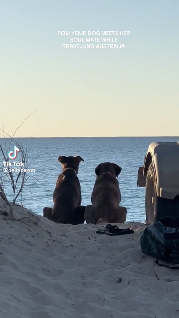 Dogilike.com :: ԡش! ٺšѺ㹷Ի