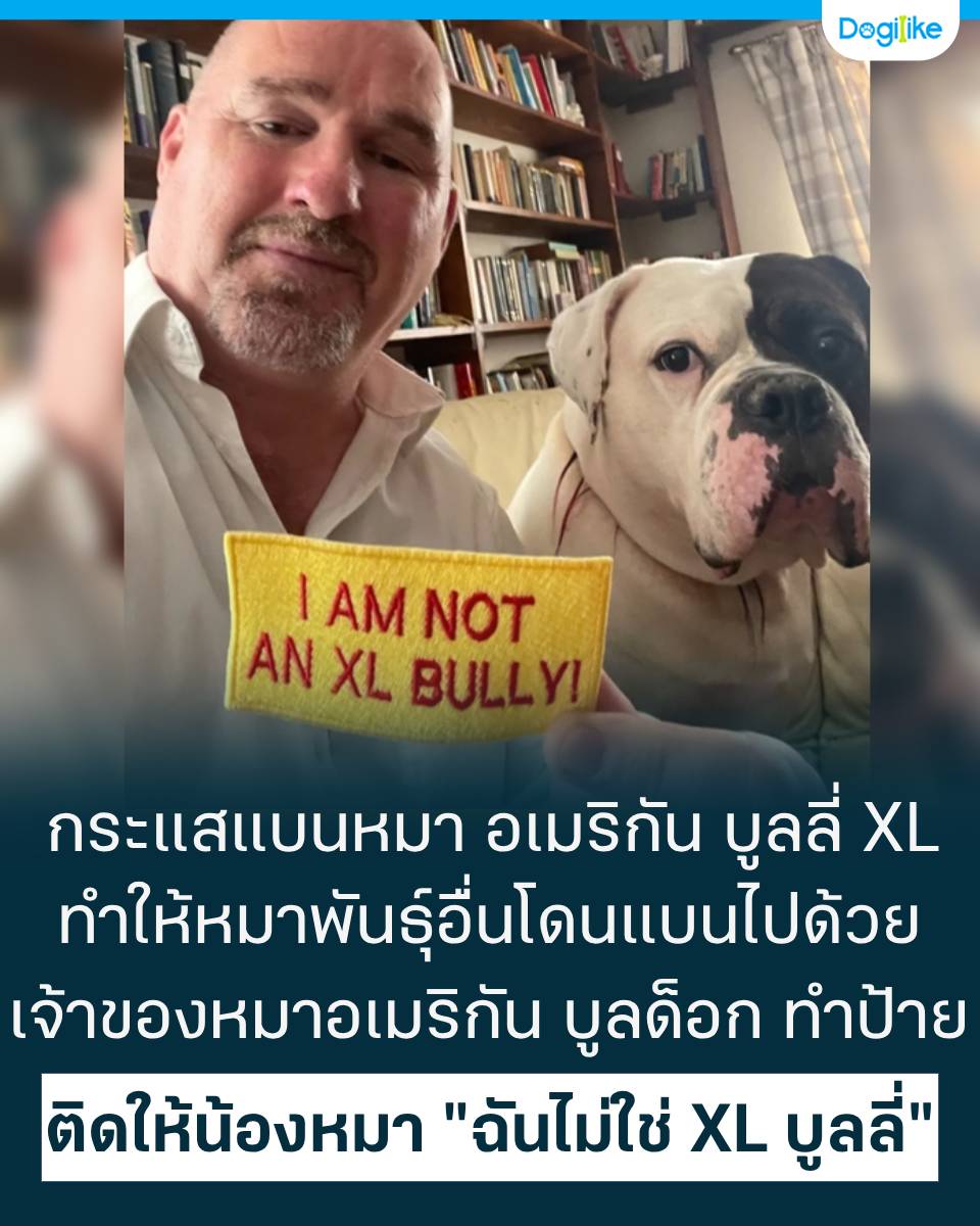 Dogilike.com :: ӻµԴ I AM NOT AN XL BULLY ѧҾѹⴹẹ