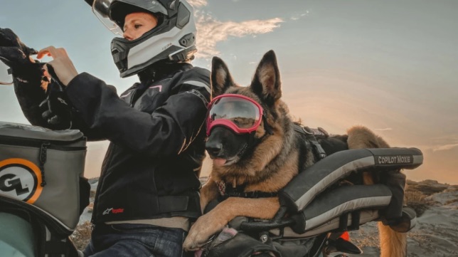 Dogilike.com :: ٺѡ! ͡Թҧͺš Թͧáá