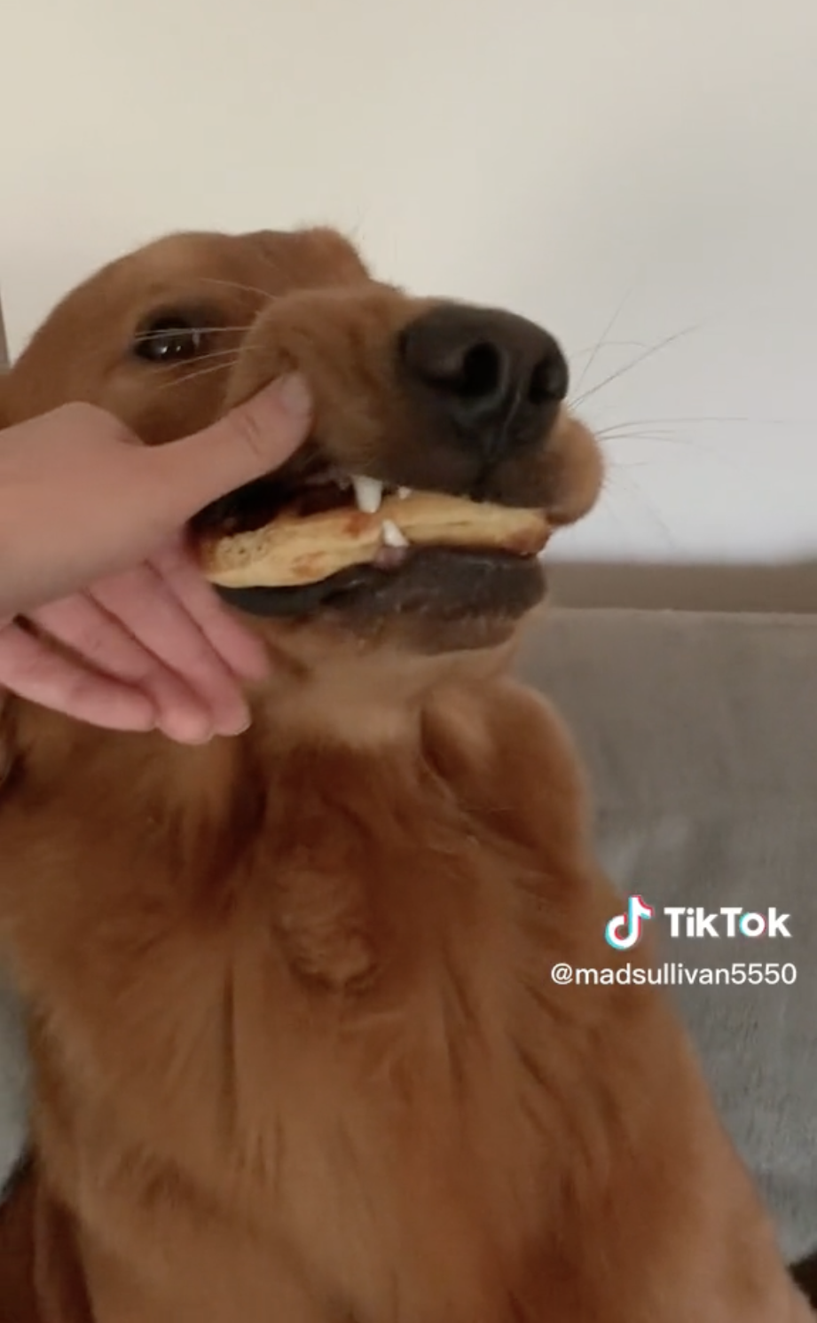 Dogilike.com :: ѡҹһҡ! ١Ѻ ¢ҿ