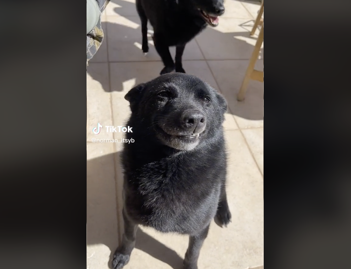 Dogilike.com :: ҹ! ŵٺ͹ ʹǷ 17 ҹ