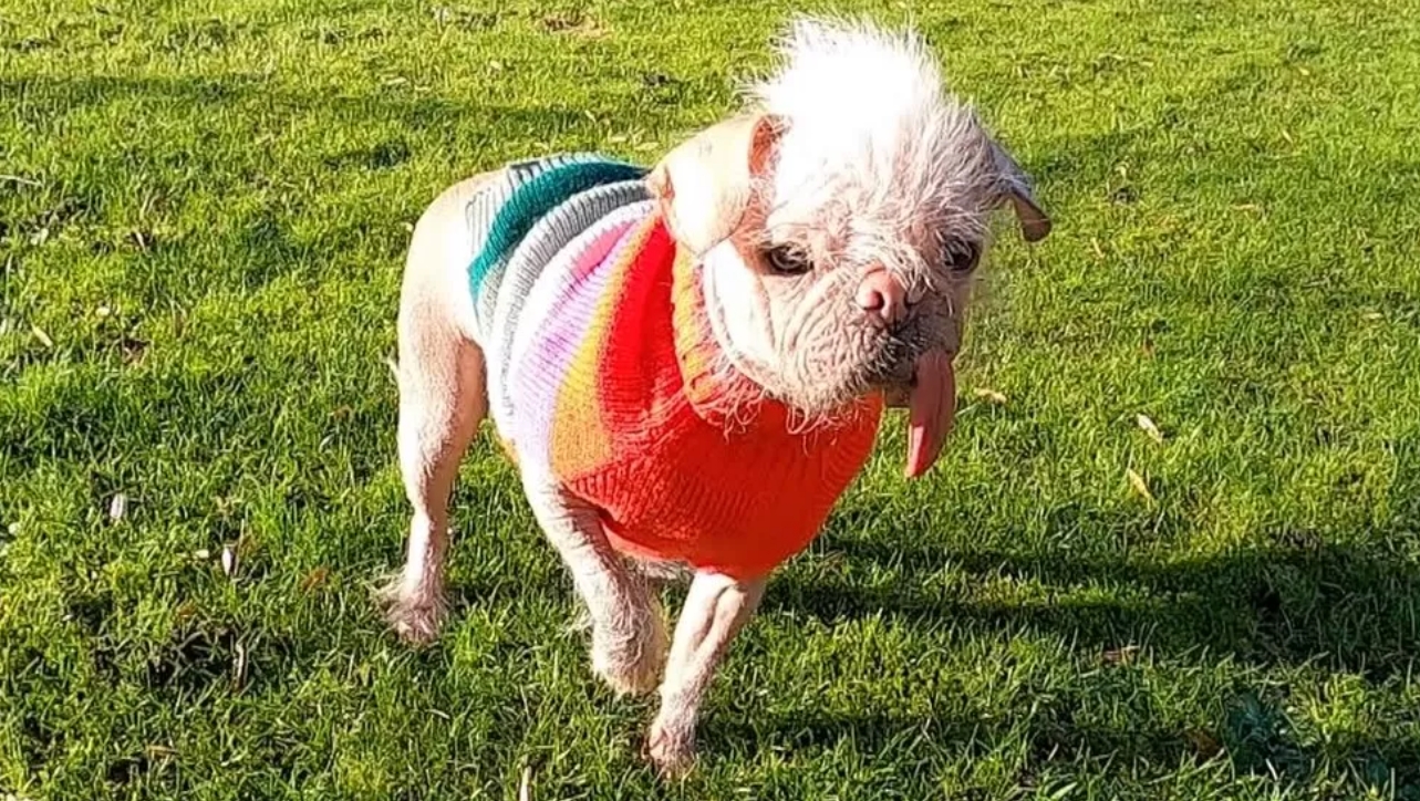Dogilike.com :: š͹! ٺ´شͧѧ