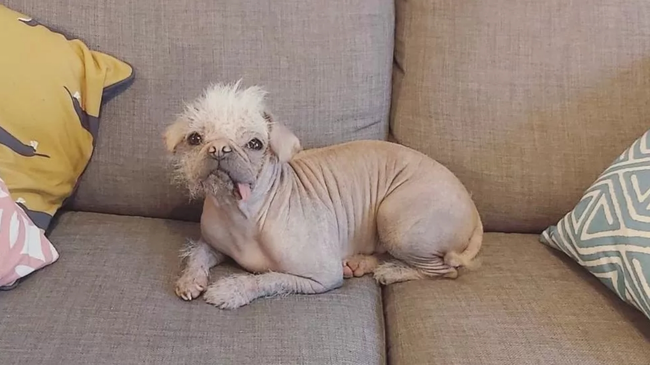 Dogilike.com :: š͹! ٺ´شͧѧ