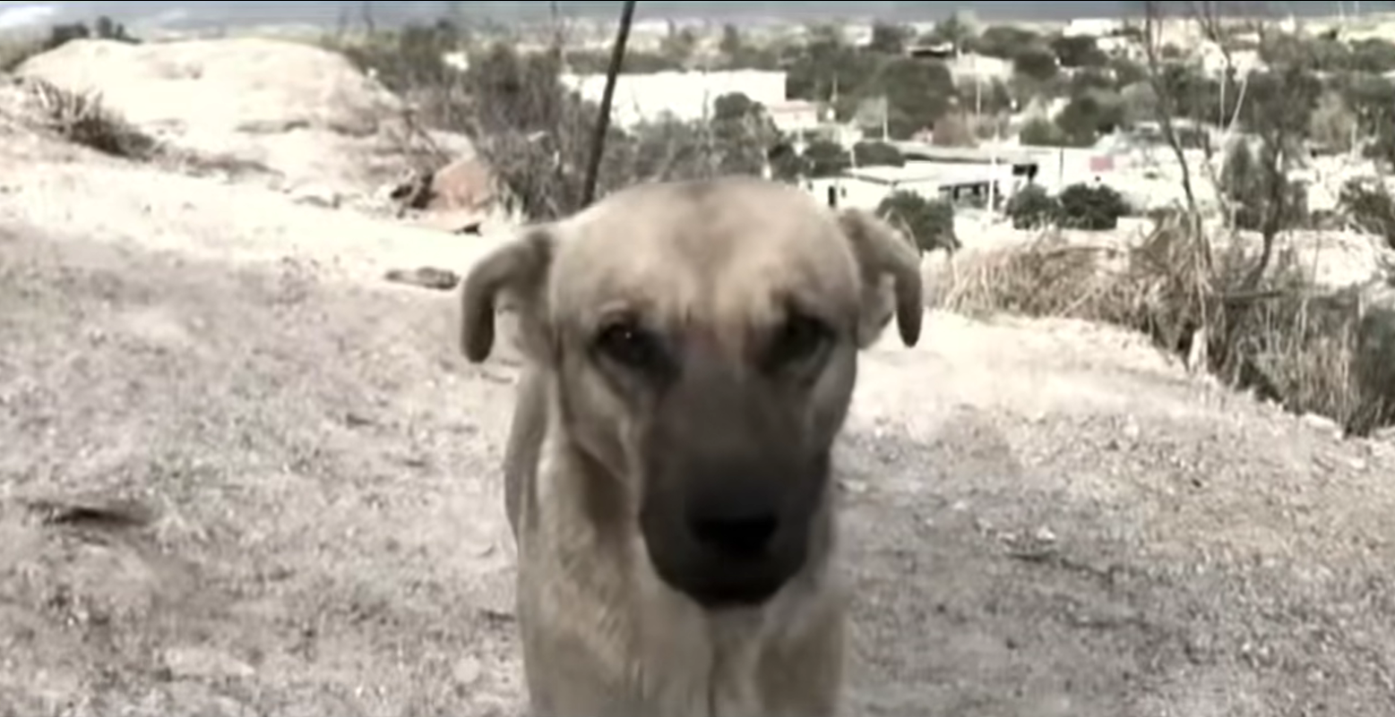 Dogilike.com :: سŧҧҧŷ! ٺشѡ蹵Ҩ