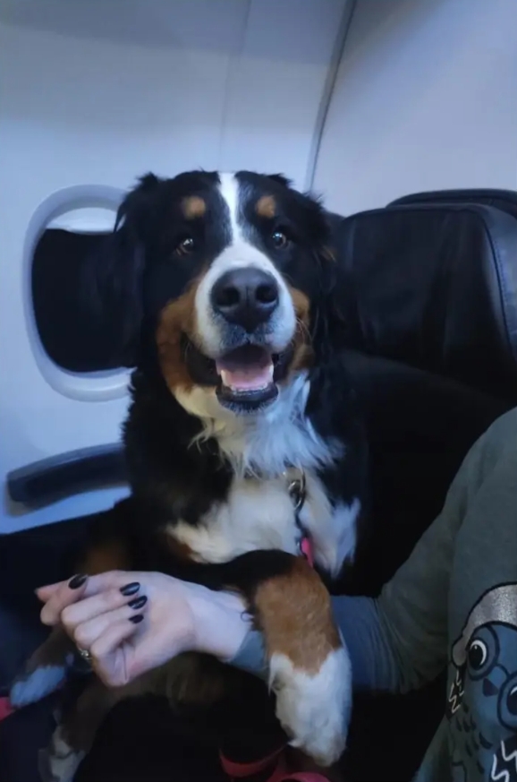 Dogilike.com :: Ѻҹ! ǺԹѺعѢ