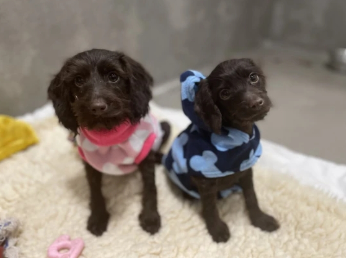 Dogilike.com :: 觪١Ҷ١! ҴҨҡçҹԵ١عѢ
