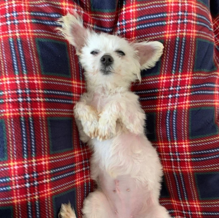 Dogilike.com :: 觪١Ҷ١! ҴҨҡçҹԵ١عѢ