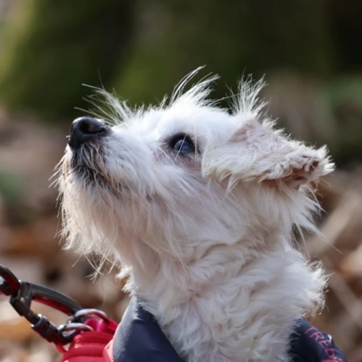 Dogilike.com :: 觪١Ҷ١! ҴҨҡçҹԵ١عѢ