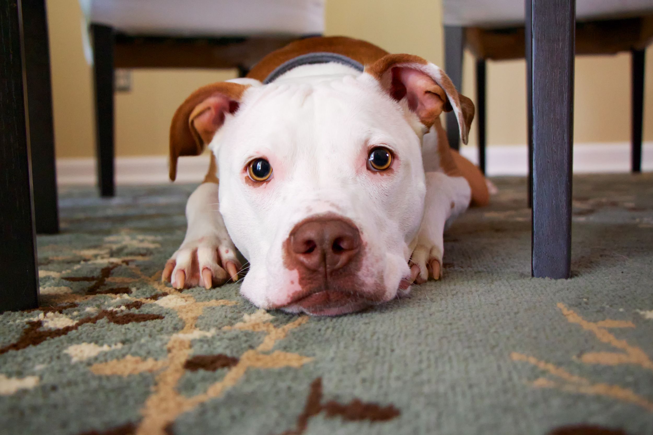 Dogilike.com :: ¡׹! ѧǻ §