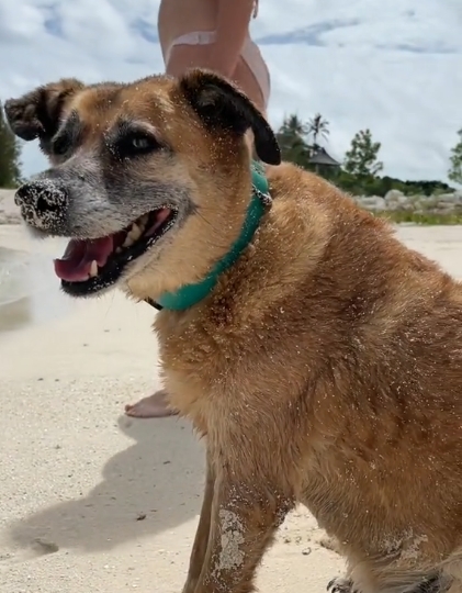 Dogilike.com :: ҹѡҡҡ Airbnb պԡش! ͧҵҺʹǪҴ!