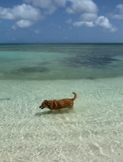 Dogilike.com :: ҹѡҡҡ Airbnb պԡش! ͧҵҺʹǪҴ!