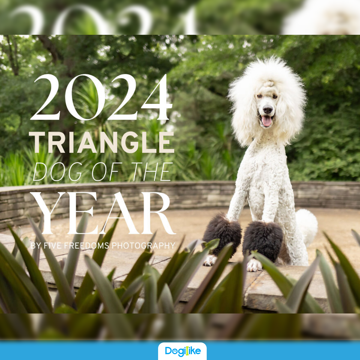 Dogilike.com :: ԷԹͧ 2024 ԨҤ͹!