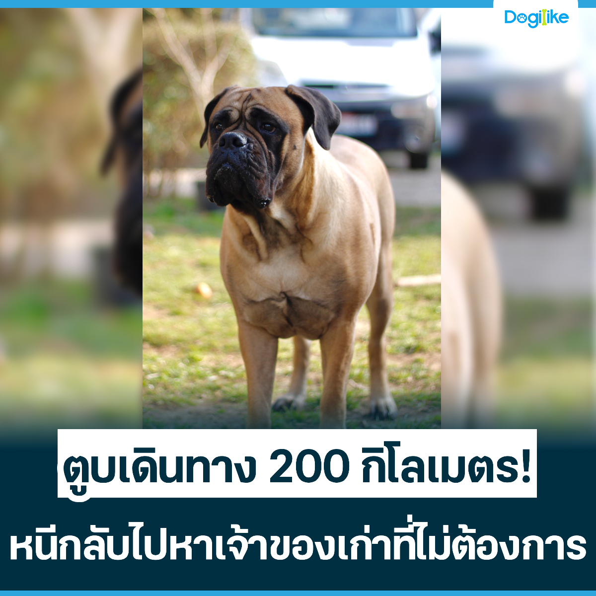 Dogilike.com :: ٺԹҧ 200 ! ˹աѺҢͧͧ