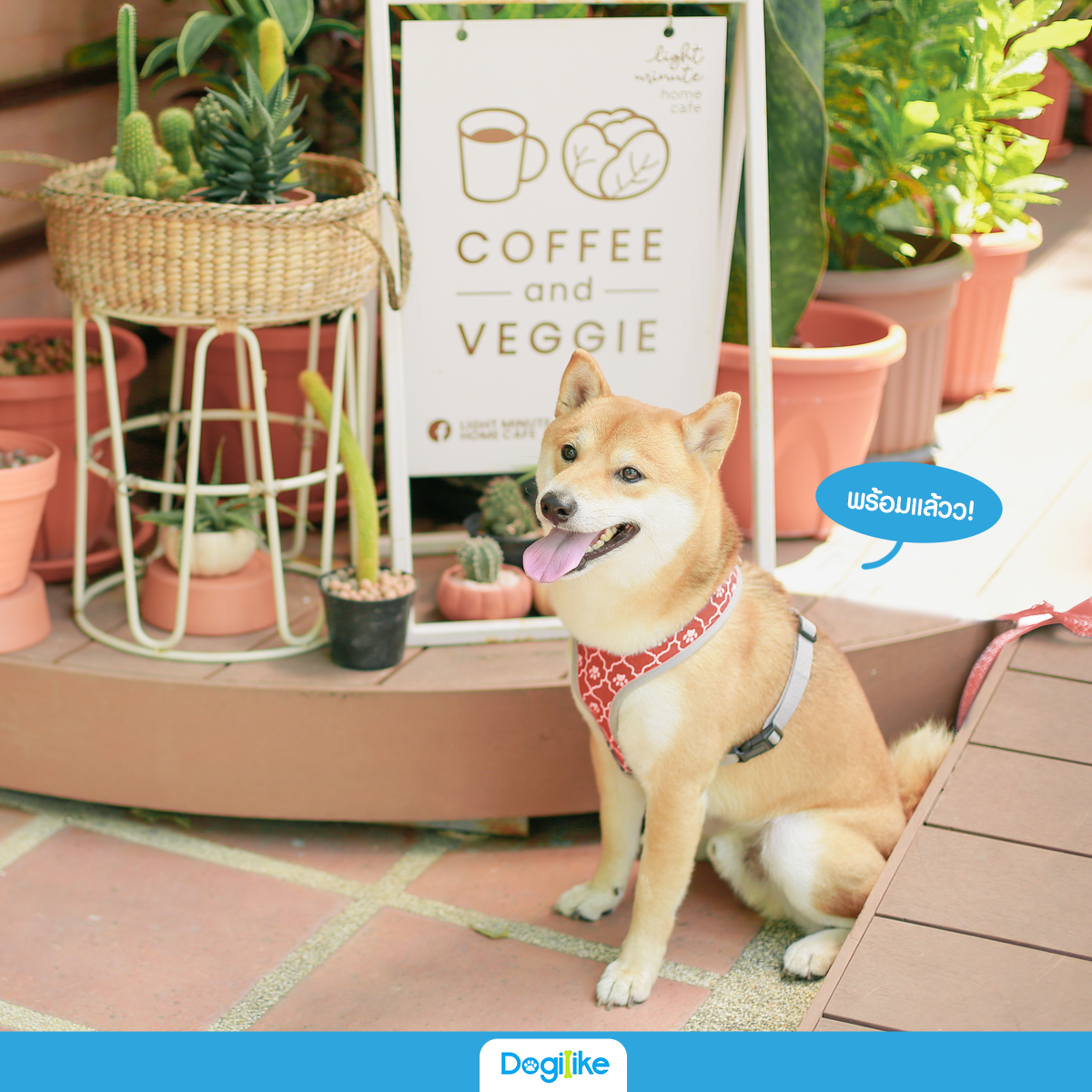 Dogilike.com :: Light Minute Home Cafe ╓рЮ©Х©уе╢у карАагЮ╒ИрД╢И!