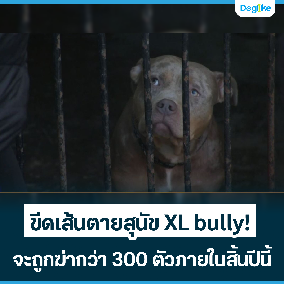 Dogilike.com :: �մ��鹵���عѢ XL bully! �ж١��ҡ��� 300 ���������鹻չ��