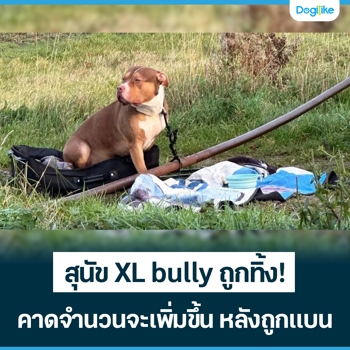 Dogilike.com :: �عѢ XL bully �١���! �Ҵ�ӹǹ�����������ѧ�١ẹ