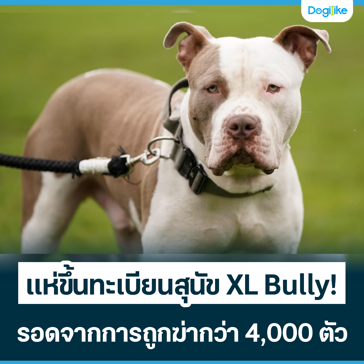Dogilike.com :: 鹷¹عѢ XL Bully! ʹҡö١ҡ 4,000 