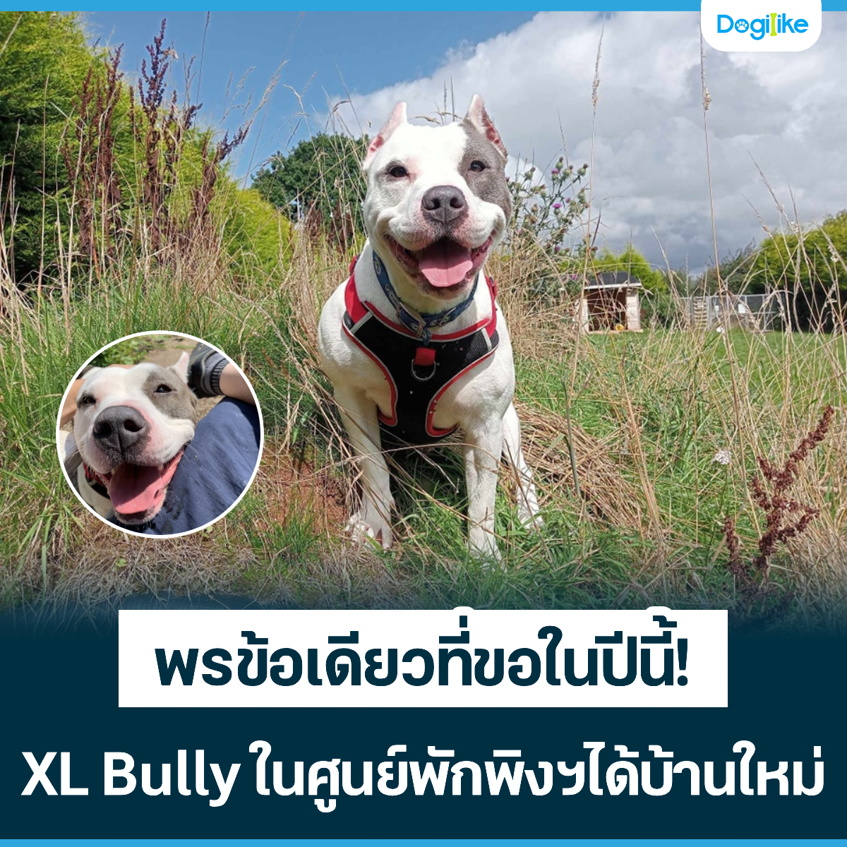 Dogilike.com :: ╛├вщ═р┤╒┬╟╖╒шв═у╣╗╒╣╒щ! XL Bully у╣╚┘╣┬ь╛╤б╛╘з╧ф┤щ║щ╥╣у╦┴ш
