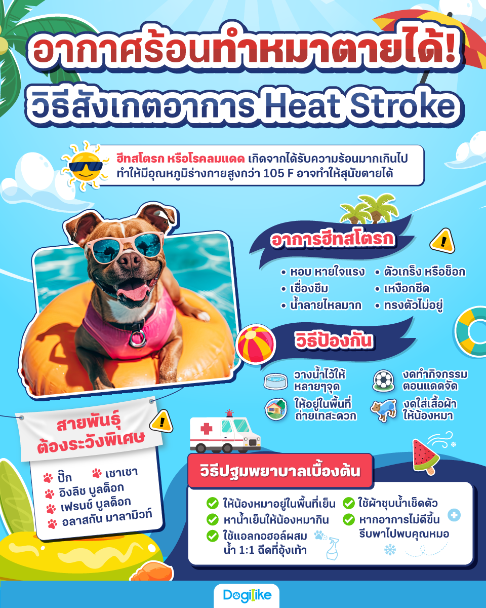 Dogilike.com :: Ըѧࡵͧ Heat Stroke!