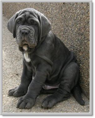 Dogilike.com :: ʵտ ˭ 㨡ꡡ