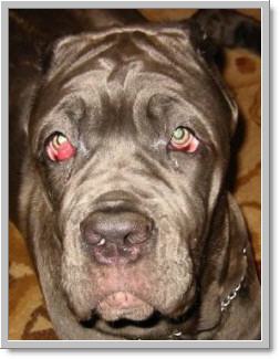 Dogilike.com :: ʵտ ˭ 㨡ꡡ