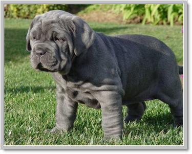 Dogilike.com :: ʵտ ˭ 㨡ꡡ