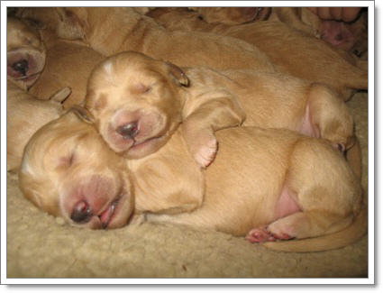 Dogilike.com :: ͧҽѹ?