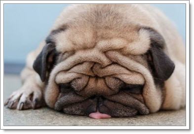 Dogilike.com :: ͧҽѹ?