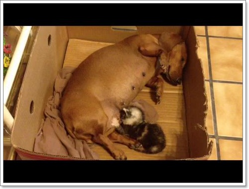 Dogilike.com :: ѡ! Ѫع§١ǡӾ