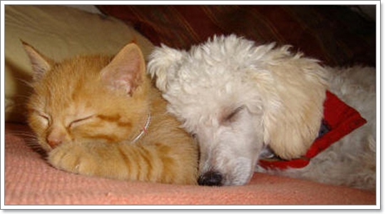 Dogilike.com :: ͧҽѹ?