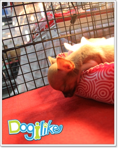 Dogilike.com :: ҷҹ Thailand International Dog Show 2011 Part 2