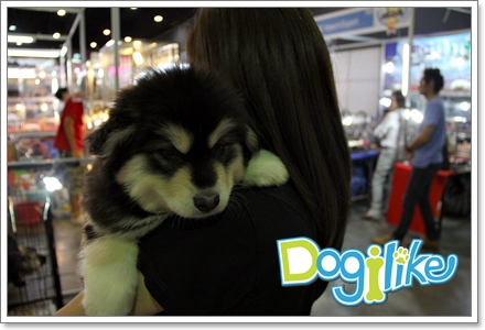 Dogilike.com :: ҷҹ Thailand International Dog Show 2011 Part 2
