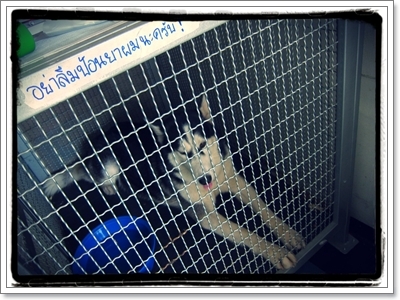 Dogilike.com :: Ŵ Ŵ Ѥê¹ͧҡѹ