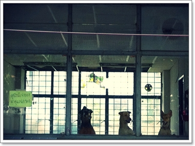 Dogilike.com :: Ŵ Ŵ Ѥê¹ͧҡѹ