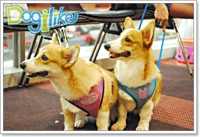 Dogilike.com :: !!! 纵ҡ PET EXPO 2010